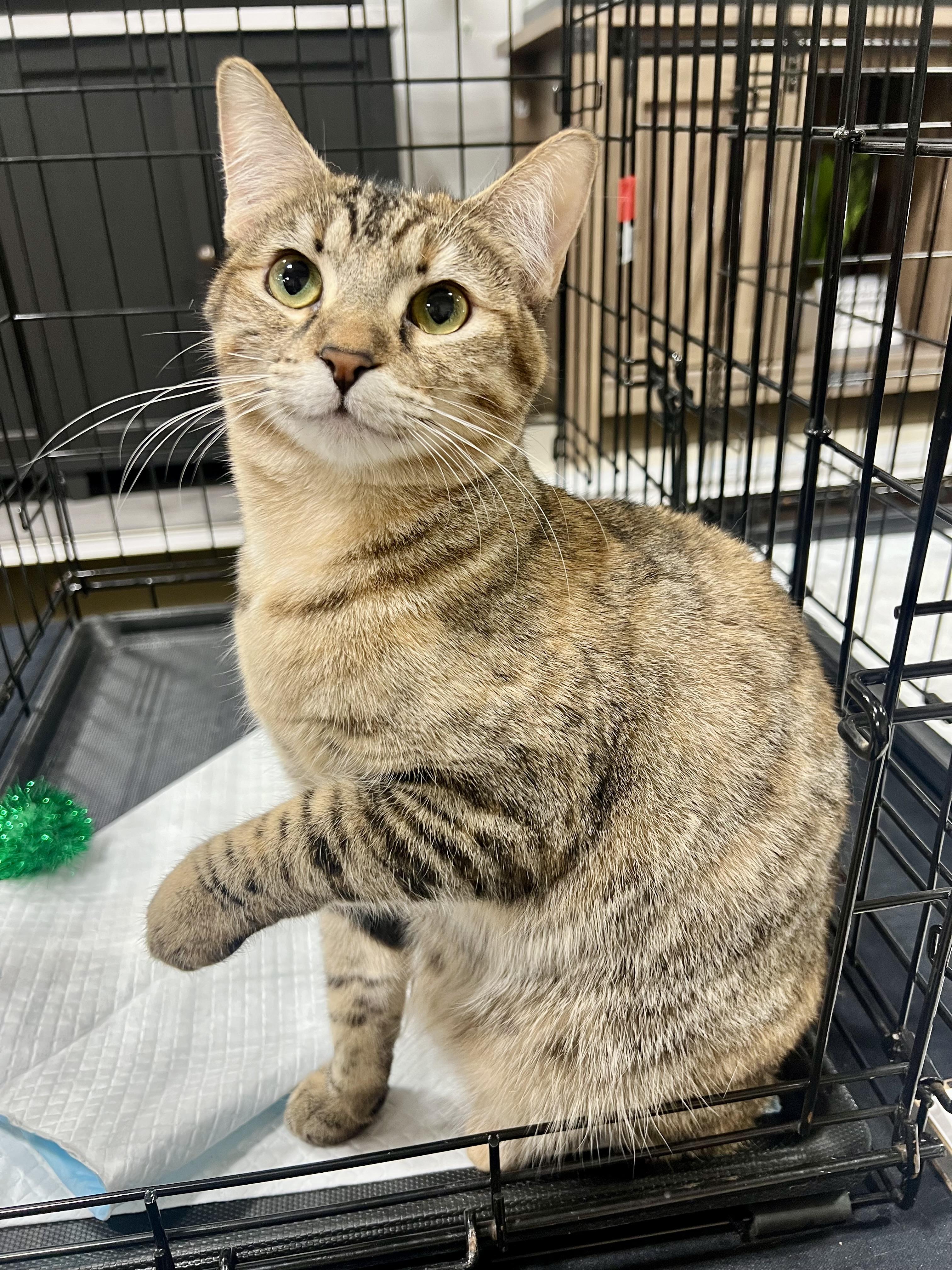 Enlarge Megan and Penny, a Adoptable Domestic Short Hair in Walnut, CA image 1/3