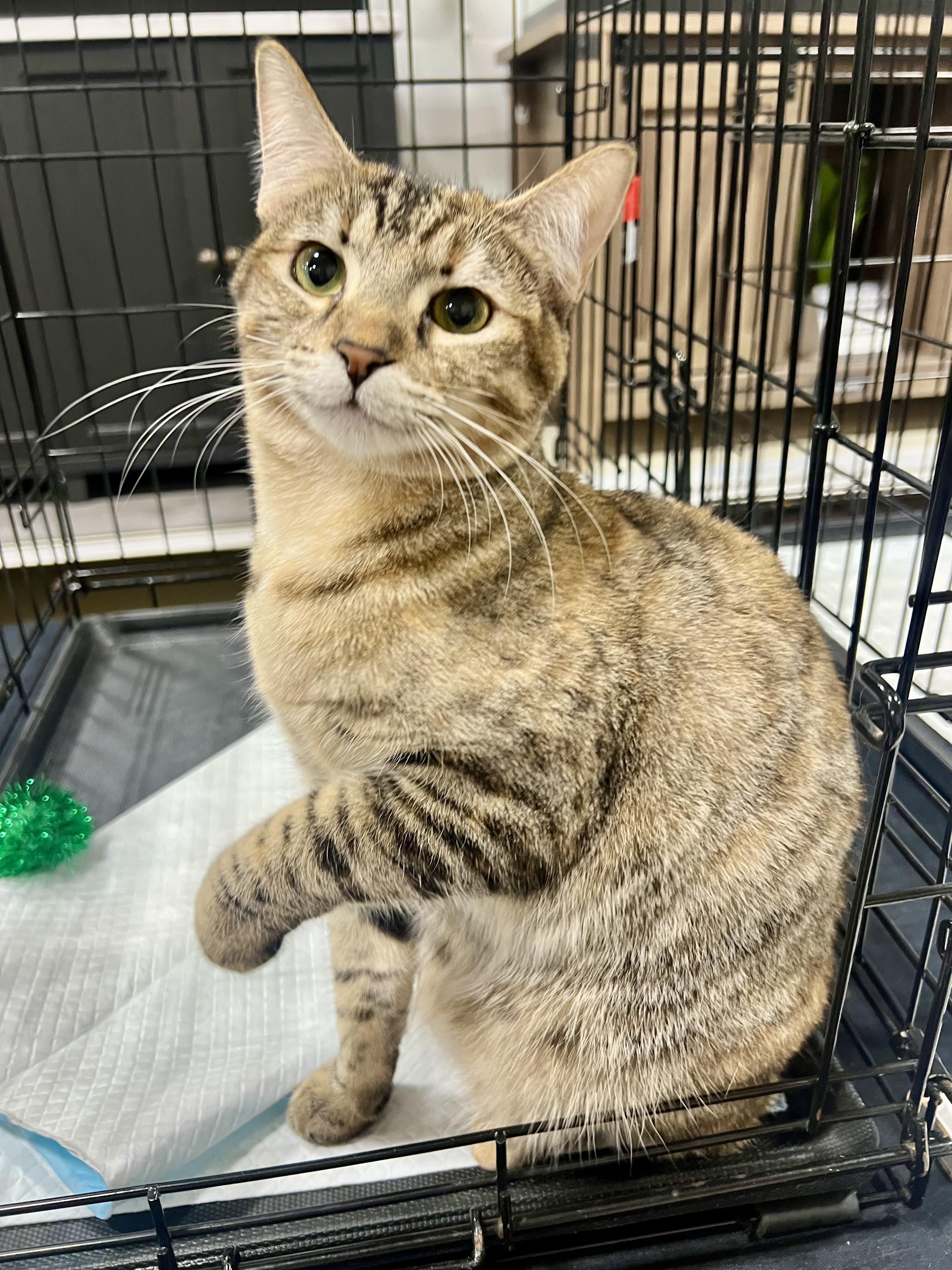 Enlarge Megan and Penny, a Adoptable Domestic Short Hair in Walnut, CA image 2/3
