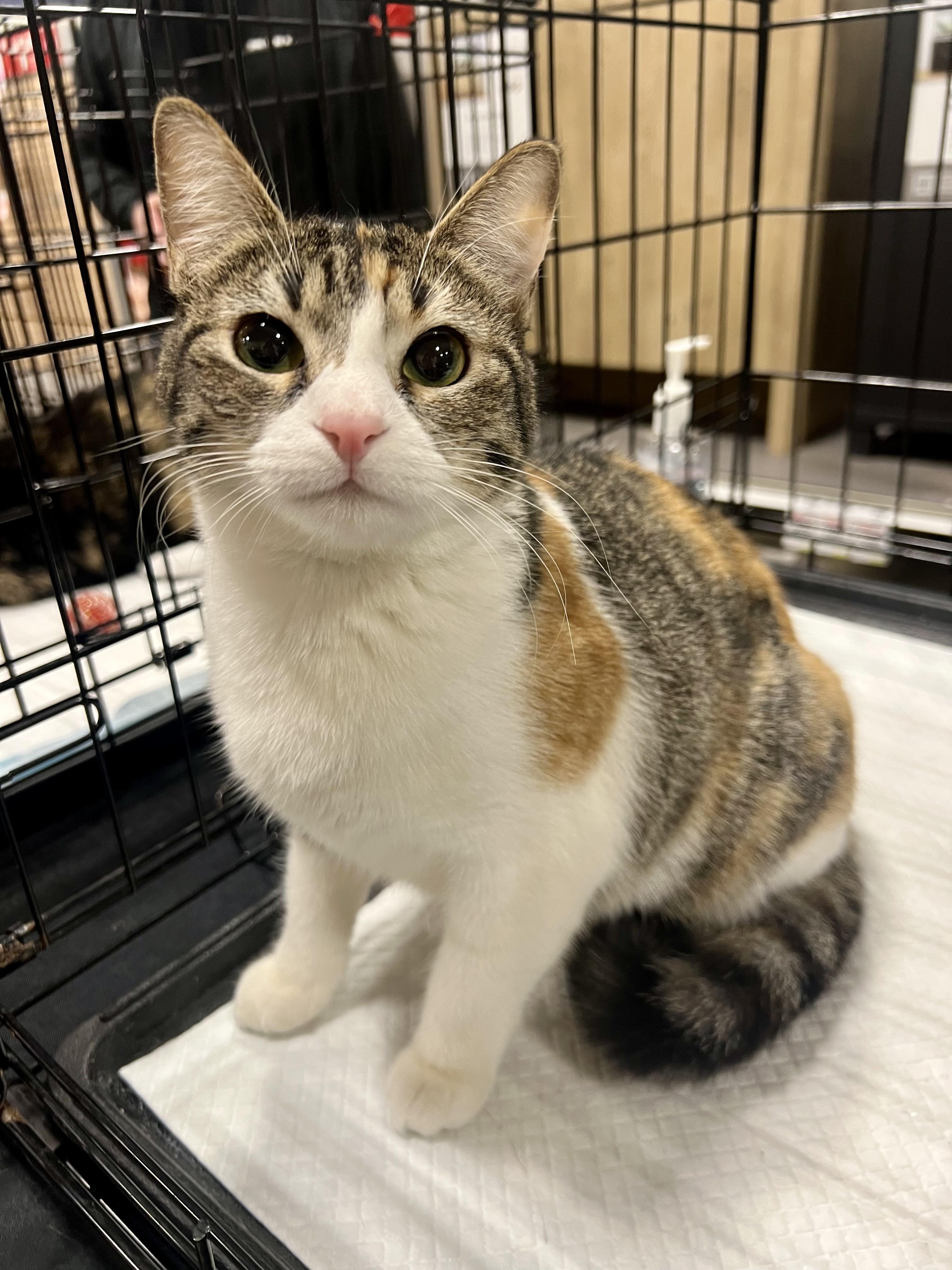 Enlarge Megan and Penny, a Adoptable Domestic Short Hair in Walnut, CA image 3/3