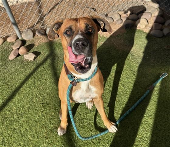 RAGOON, Adoptable, Young Male Boxer.