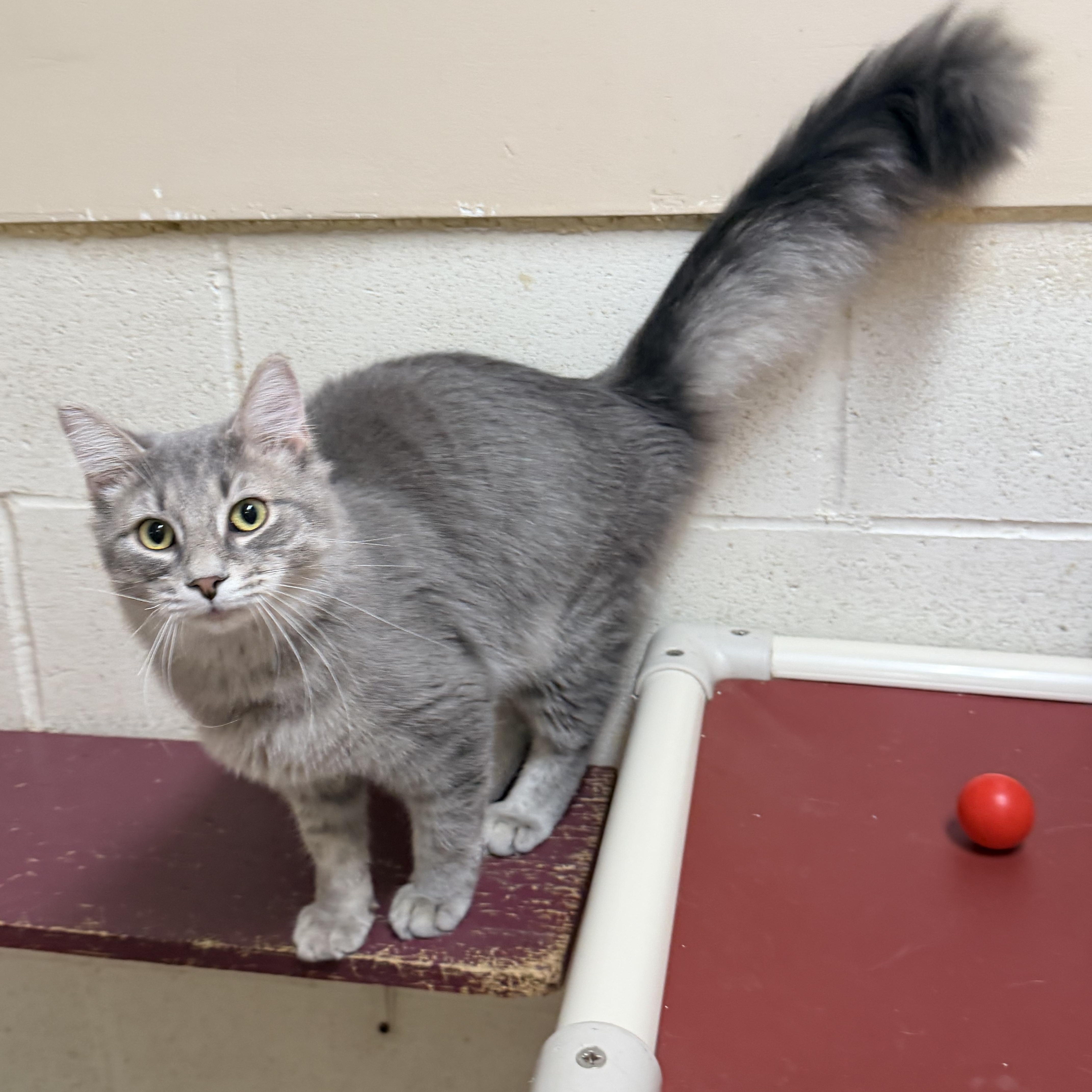 Nelson, ADOPTABLE, Adult Male Domestic Long Hair.