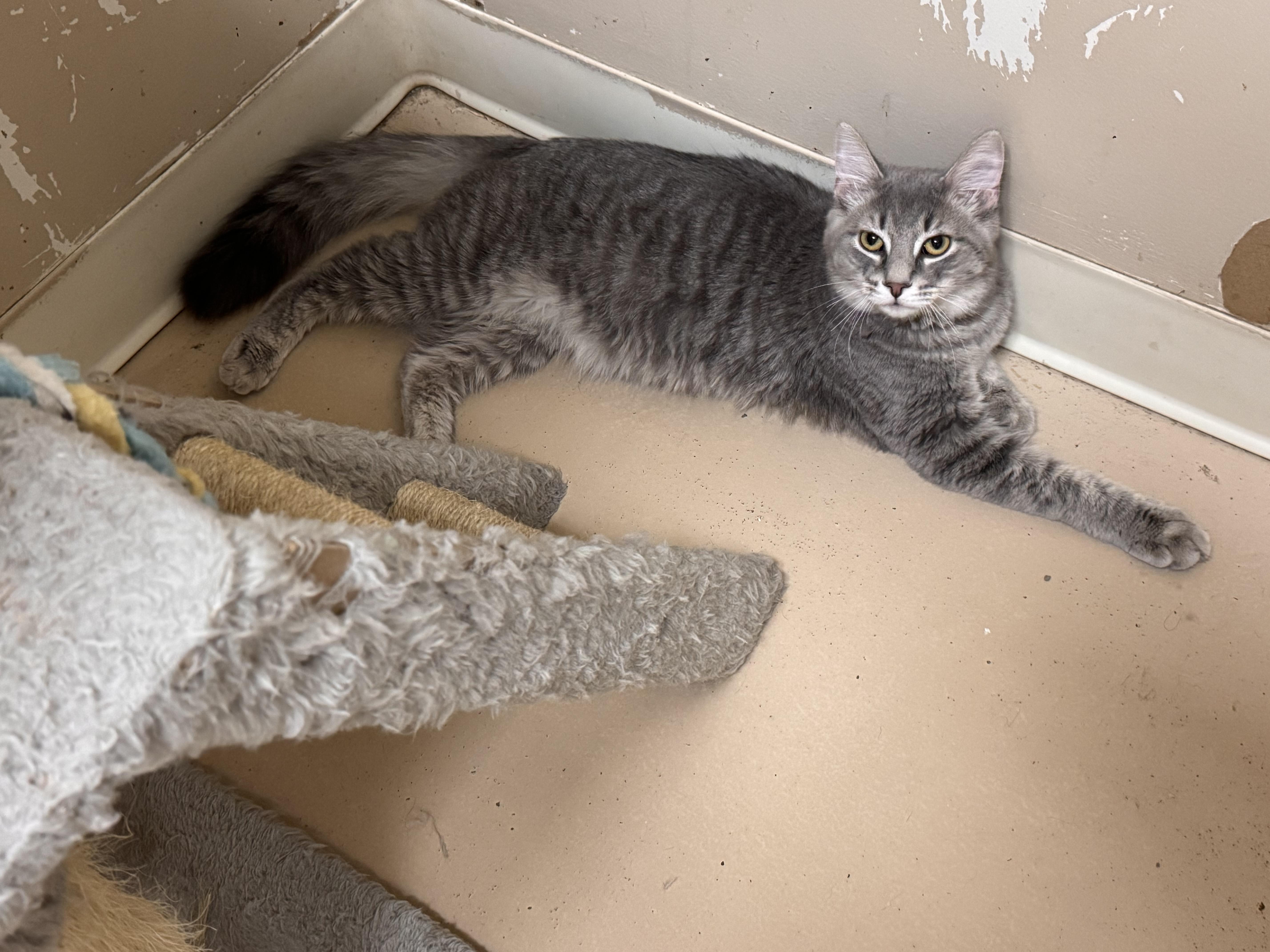 Nelson, ADOPTABLE, Adult Male Domestic Long Hair.