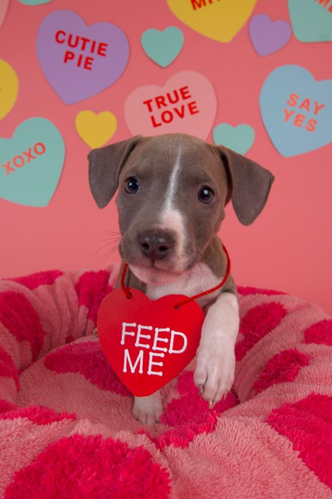 Cara, a Adoptable Pit Bull Terrier in Austin, TX image 1/5