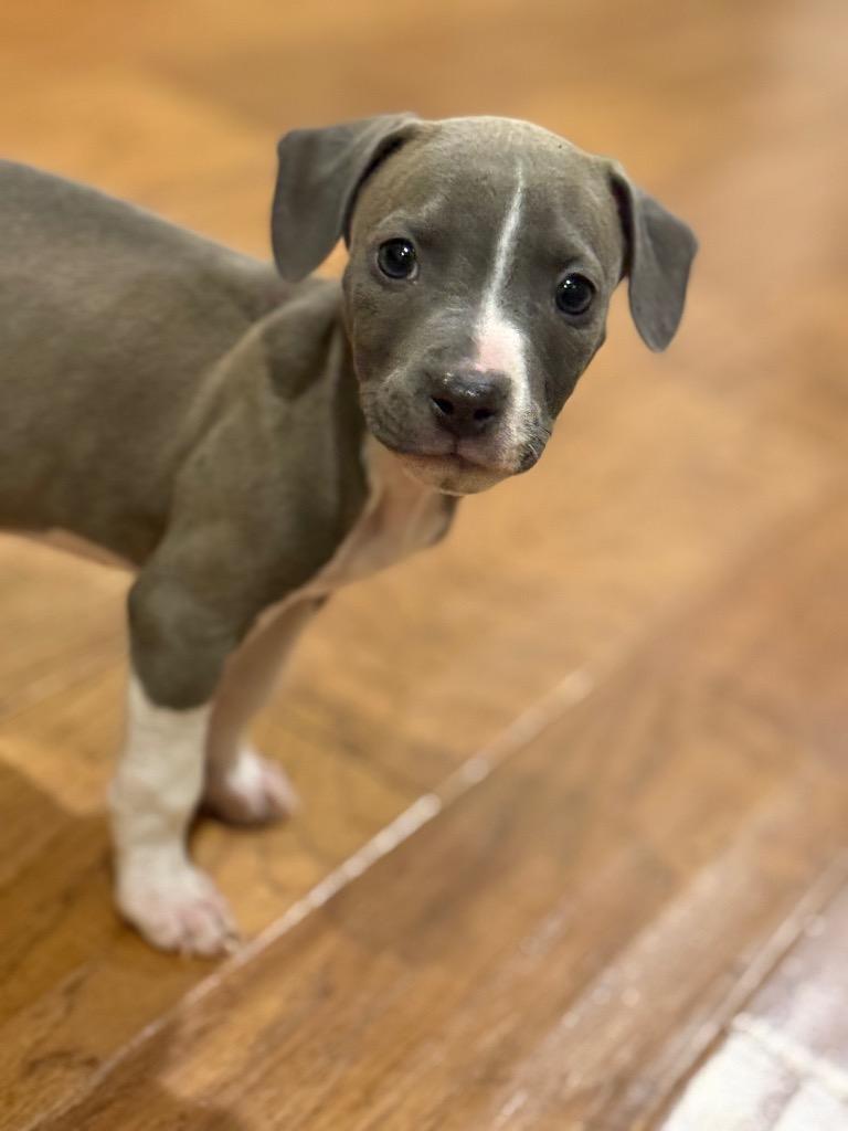 Cara, a Adoptable Pit Bull Terrier in Austin, TX image 2/5