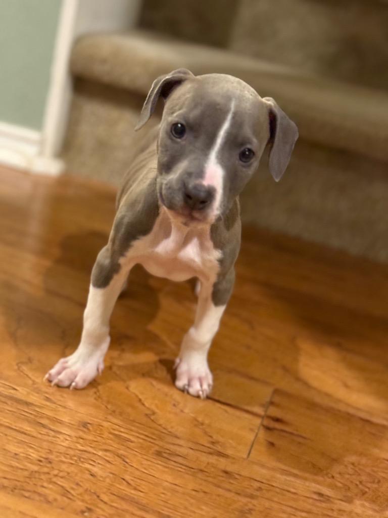 Cara, a Adoptable Pit Bull Terrier in Austin, TX image 3/5