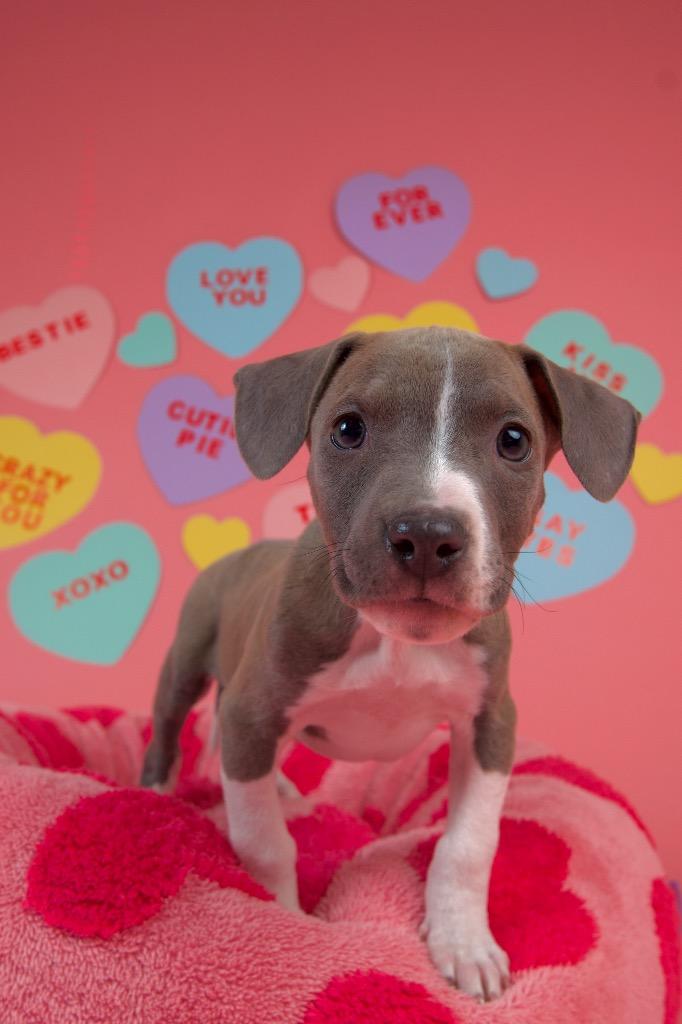 Cara, a Adoptable Pit Bull Terrier in Austin, TX image 4/5