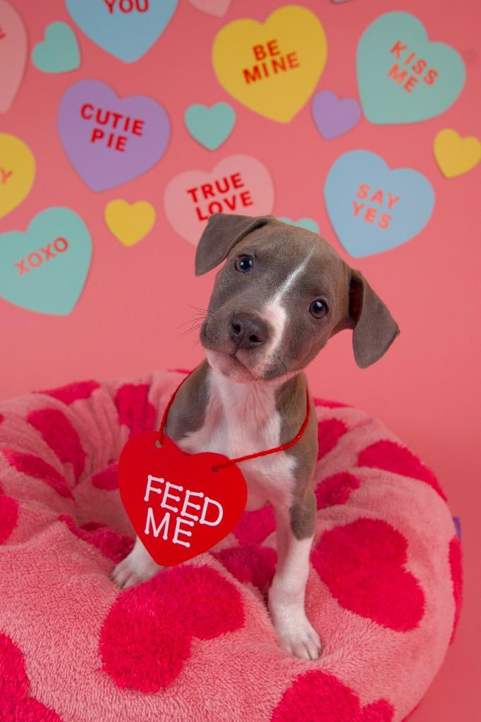 Cara, a Adoptable Pit Bull Terrier in Austin, TX image 5/5