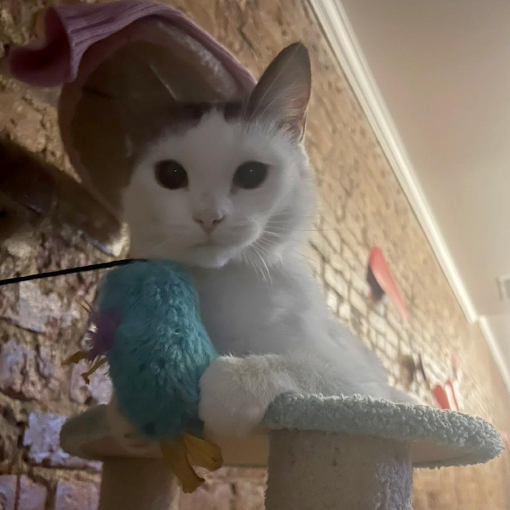 Aster, Adoptable, Young Female Domestic Short Hair.