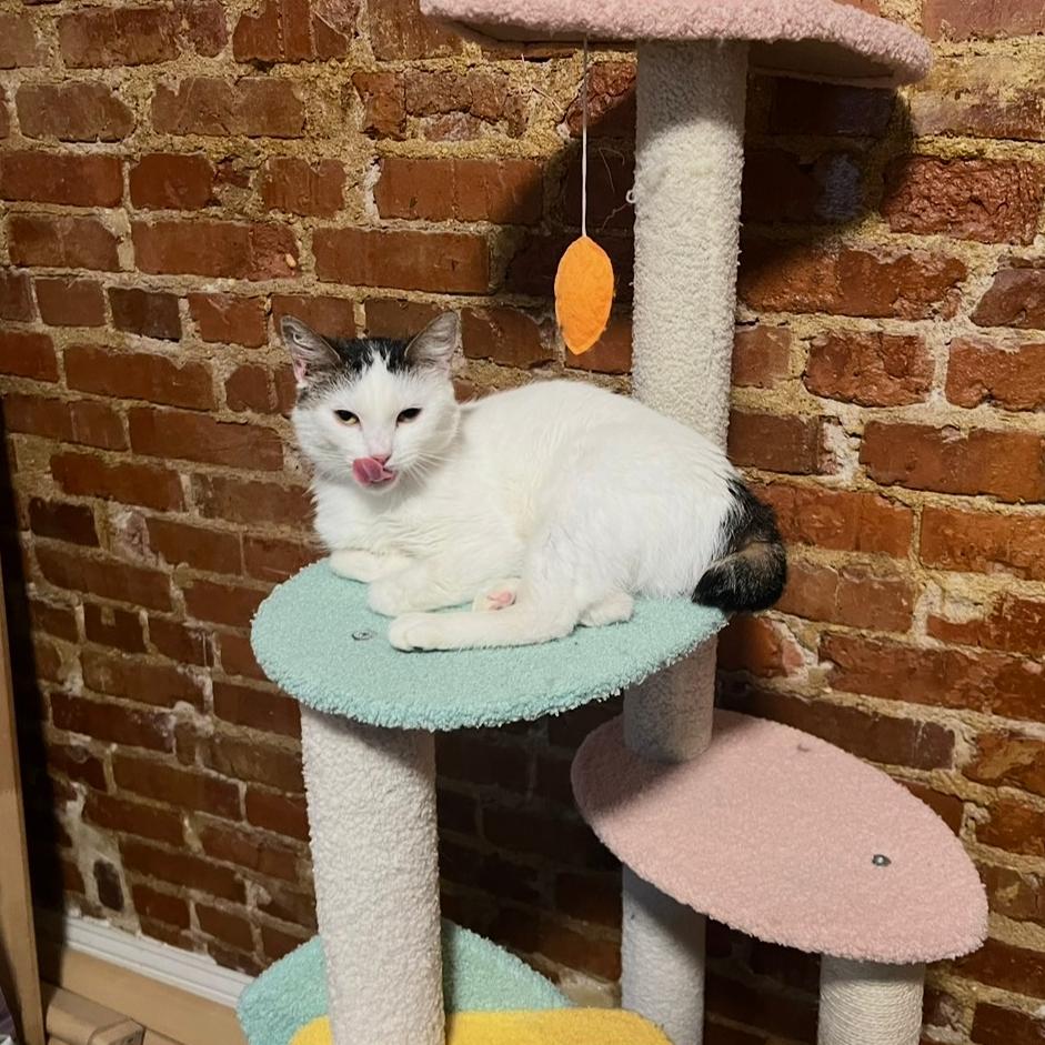 Enlarge Aster, a Adoptable Domestic Short Hair in Washington, DC image 2/5