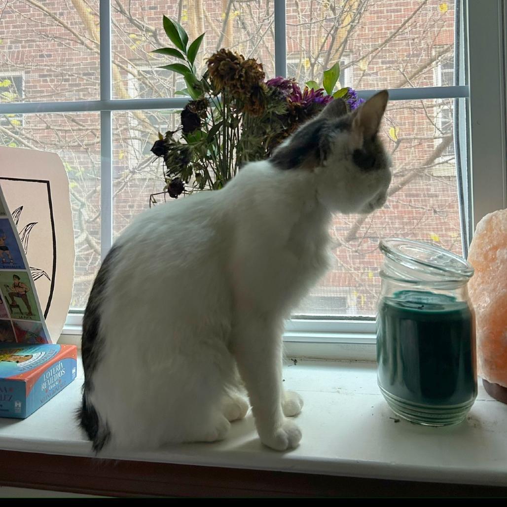 Enlarge Aster, a Adoptable Domestic Short Hair in Washington, DC image 3/5