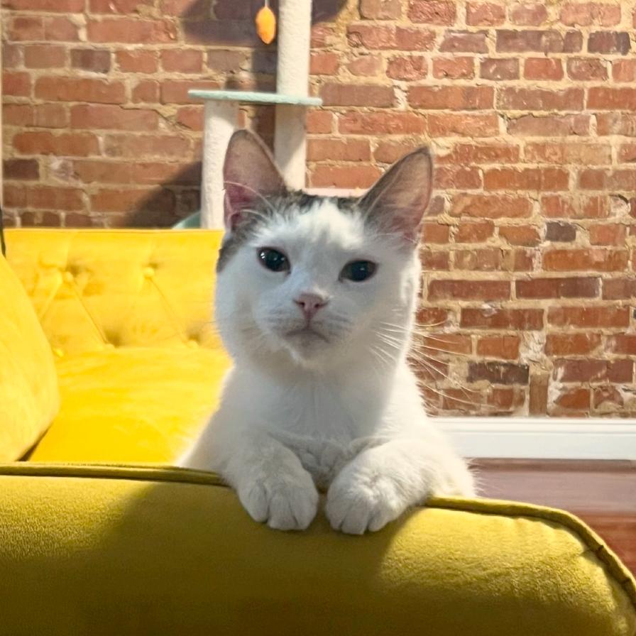 Enlarge Aster, a Adoptable Domestic Short Hair in Washington, DC image 4/5