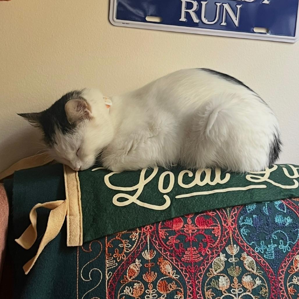 Enlarge Aster, a Adoptable Domestic Short Hair in Washington, DC image 5/5