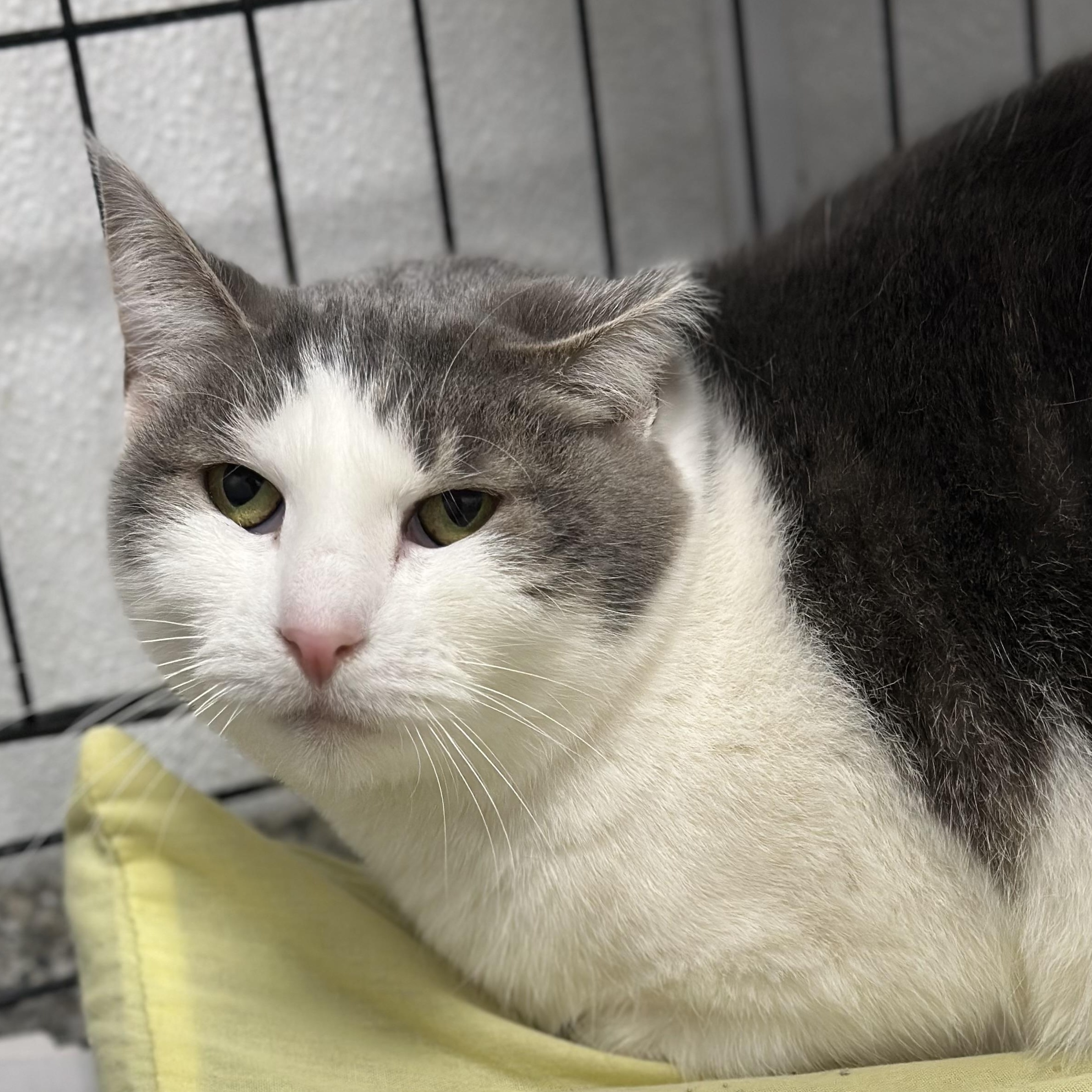Coolata, Adult Female Domestic Short Hair