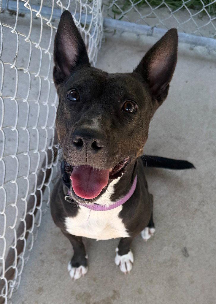 Ezma, Adoptable, Adult Female Terrier.