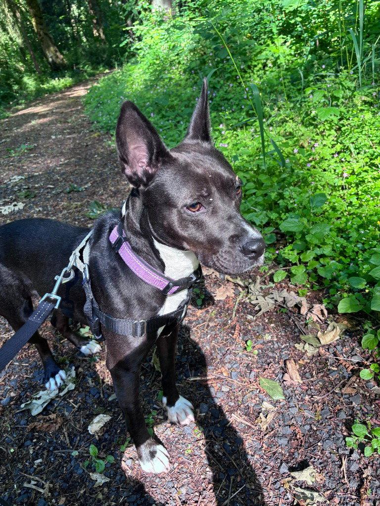 Enlarge Ezma, a Adoptable Terrier in St. Helens, OR image 2/3