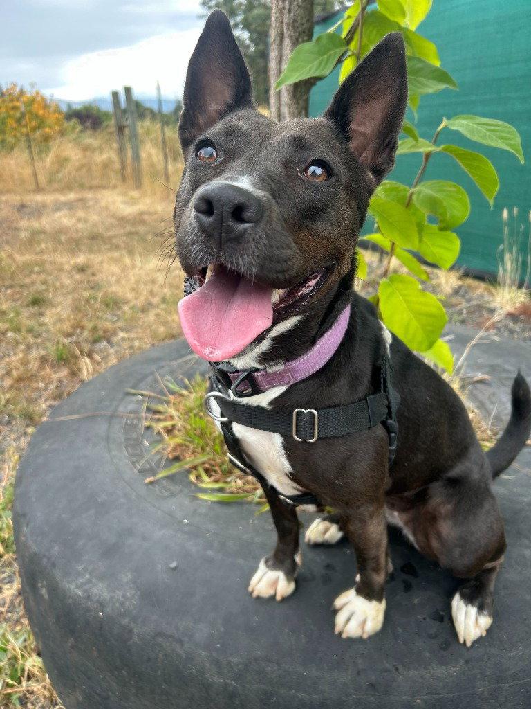 Enlarge Ezma, a Adoptable Terrier in St. Helens, OR image 3/3