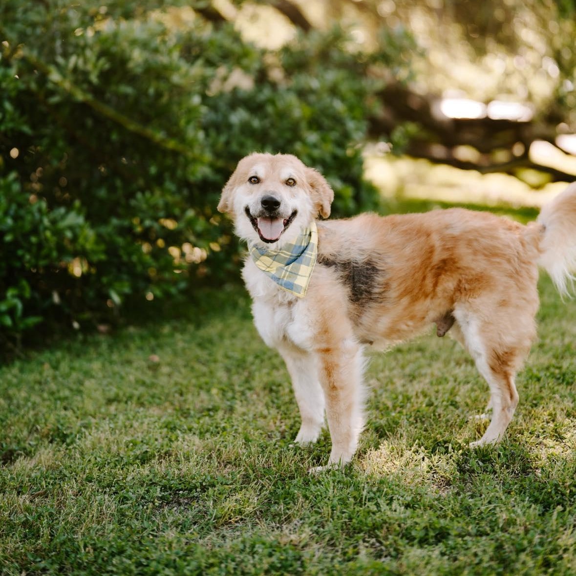 Enlarge Oliver, a Adoptable mixed breed in Cambridge, OH image 5/6
