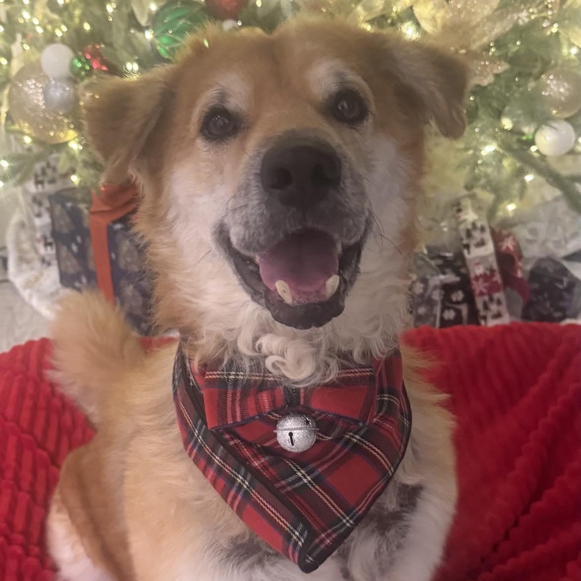 Enlarge Oliver, a Adoptable mixed breed in Cambridge, OH image 3/6