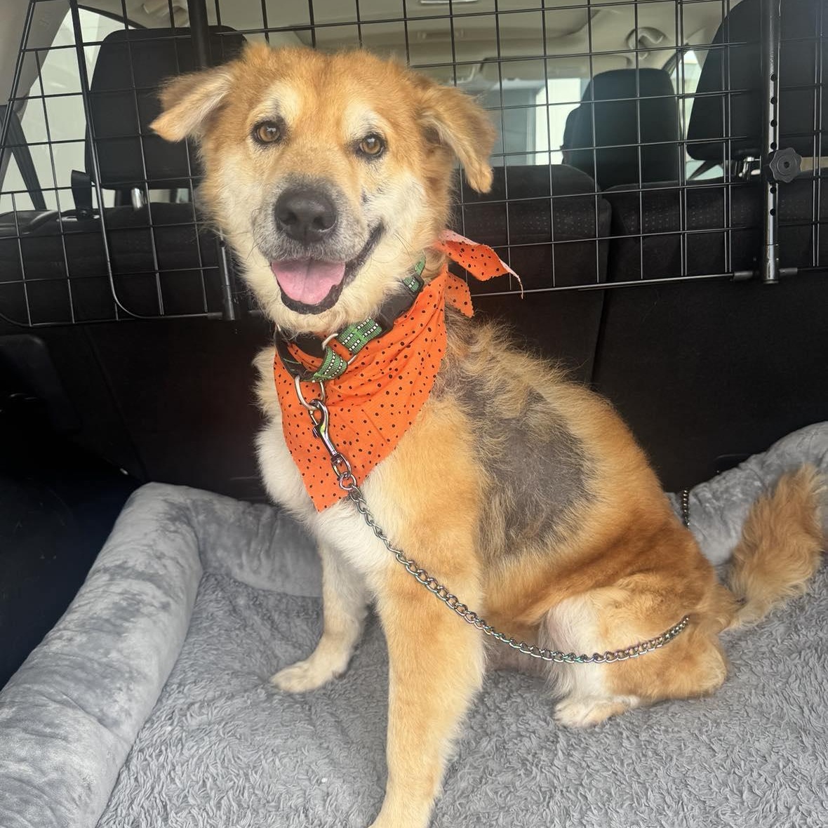 Enlarge Oliver, a Adoptable mixed breed in Cambridge, OH image 1/6