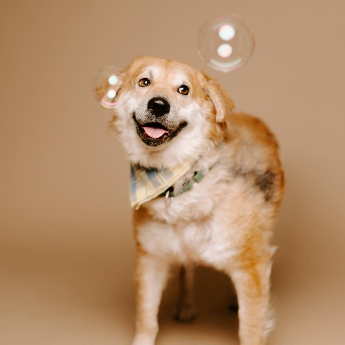 Enlarge Oliver, a Adoptable mixed breed in Cambridge, OH image 4/6