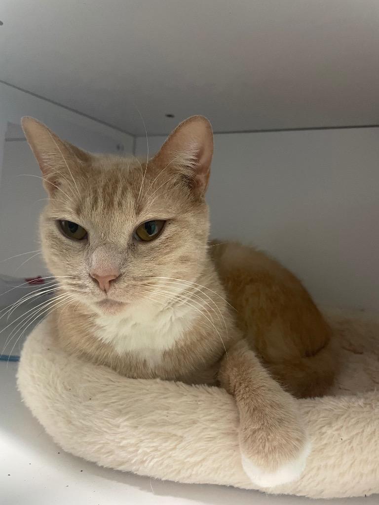 Enlarge Rice Krispy, a Adoptable mixed breed in East Ridge, TN image 1/1