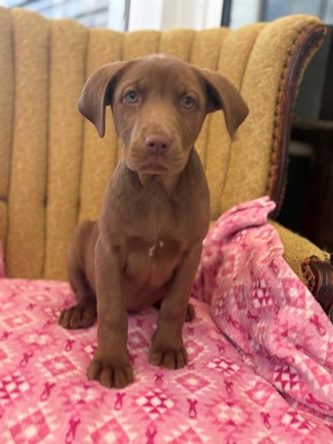 Enlarge NYLAH, a Adoptable mixed breed in Forney, TX image 1/1