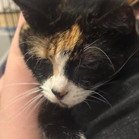 Millie (aka Meemaw), Adoptable, Senior Female Domestic Short Hair.