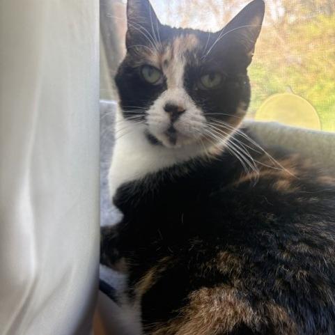 Millie (aka Meemaw), a Adoptable Domestic Short Hair in Hedgesville, WV image 2/2