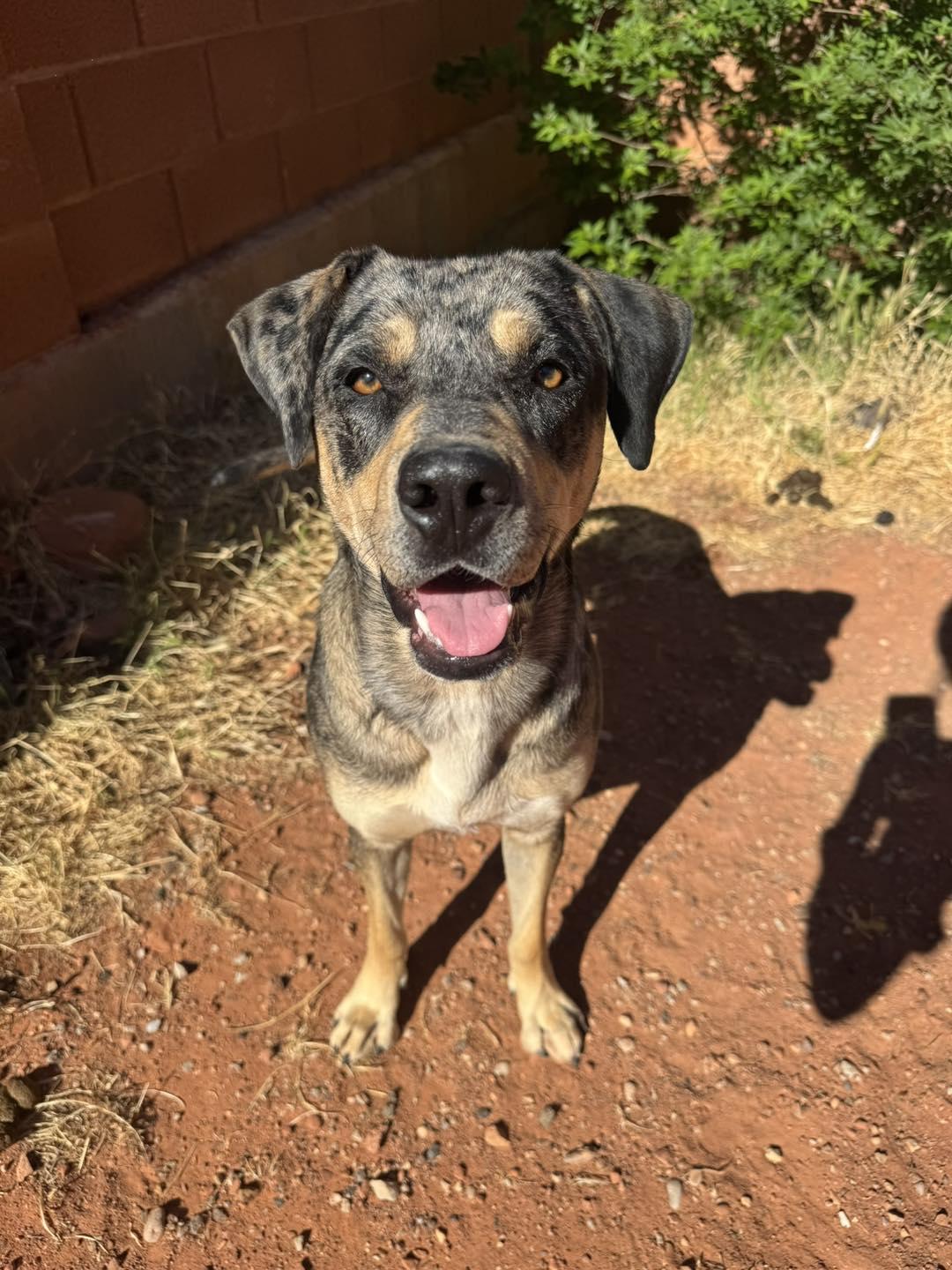 Lemon, ADOPTABLE, Young Female Catahoula Leopard Dog.