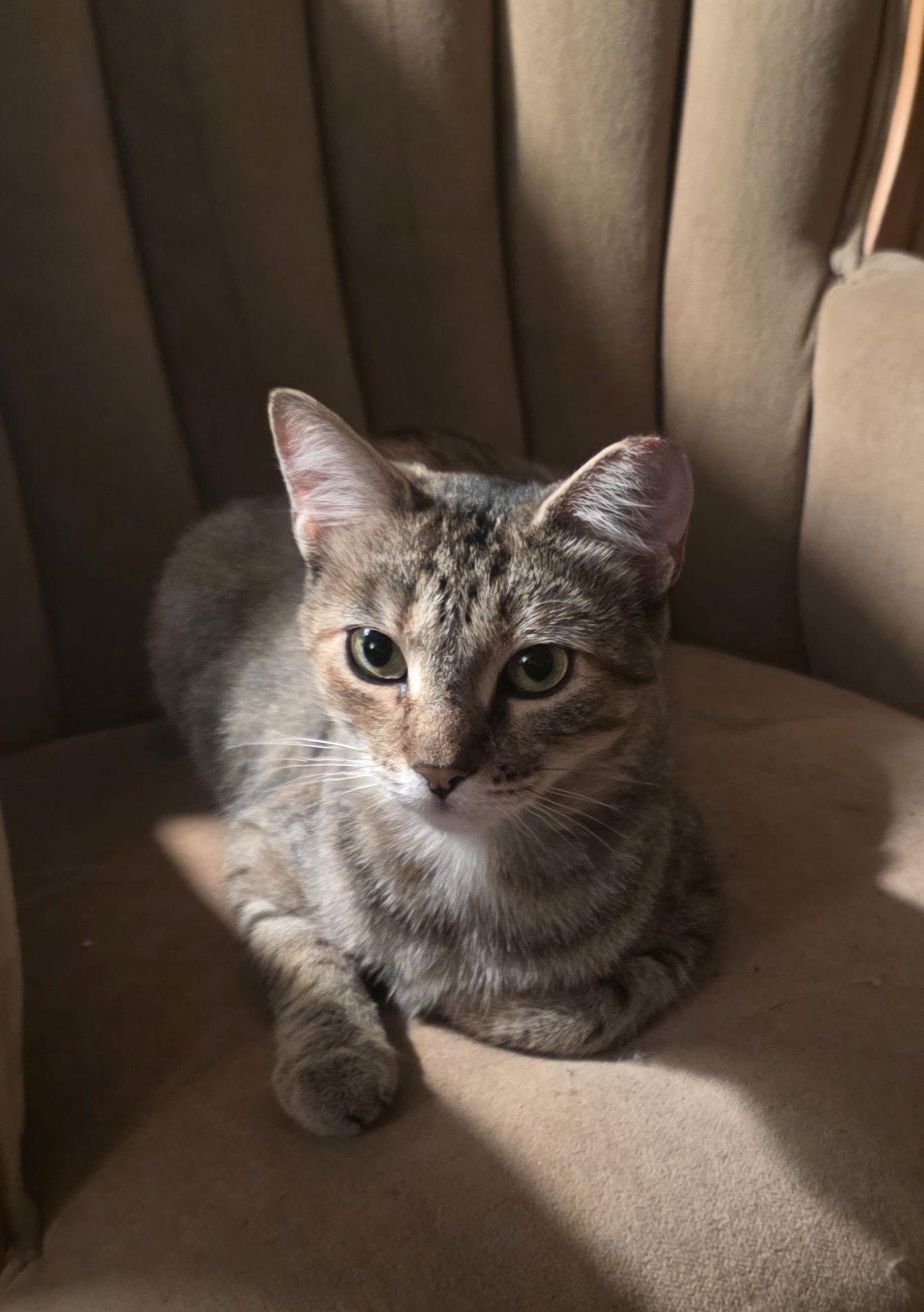 Enlarge Maisie, a Adoptable Domestic Short Hair in Berkeley, CA image 1/1