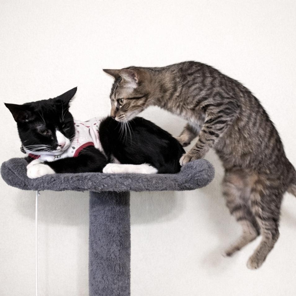 Merle & Hank — thumbnail 4