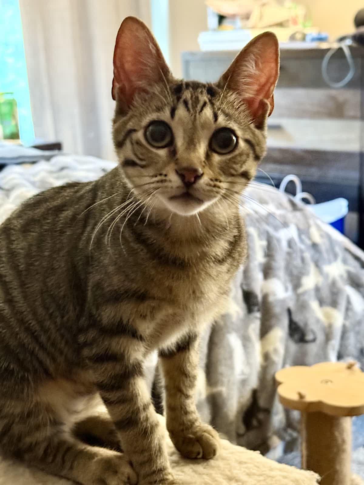 MayaAngelou, a Adoptable Domestic Short Hair in Murfreesboro, TN image 2/5