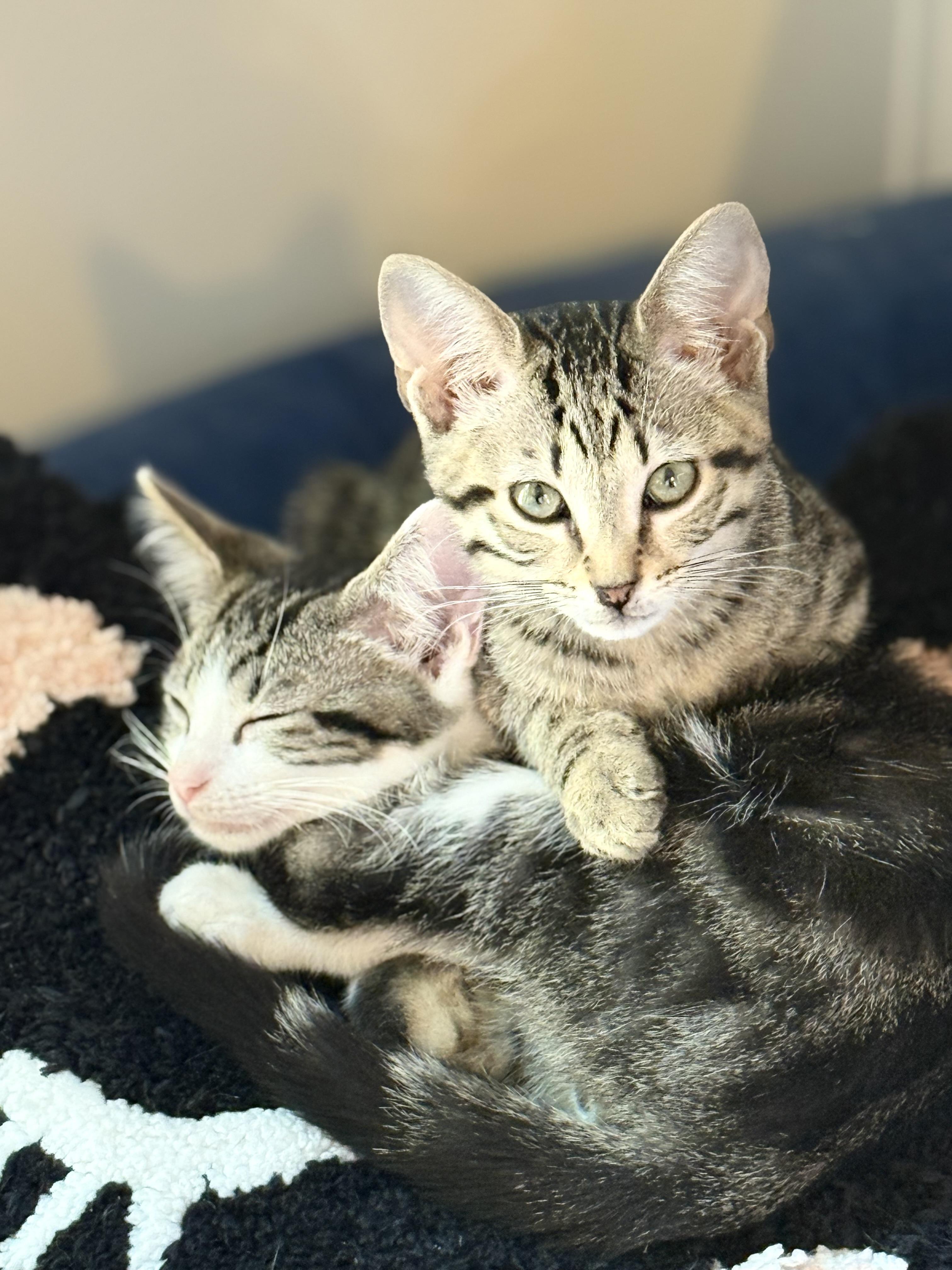 MayaAngelou, a Adoptable Domestic Short Hair in Murfreesboro, TN image 3/5