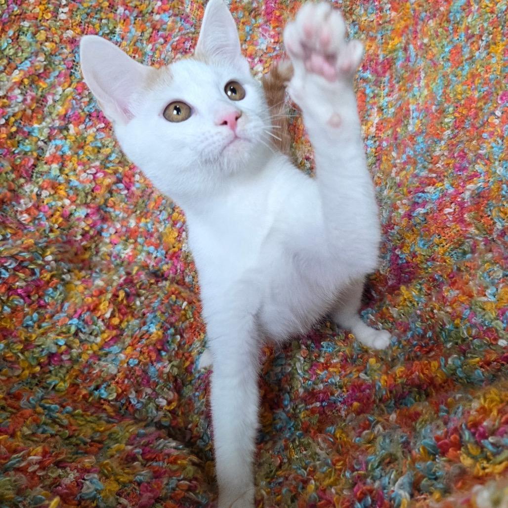 Enlarge Pancake, a Adoptable Domestic Short Hair in Woodstock, GA image 1/6