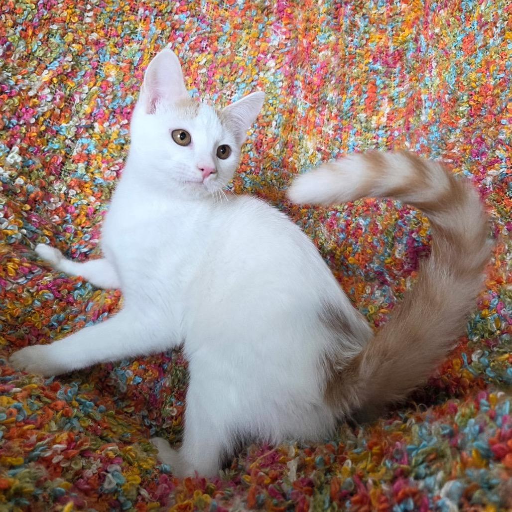 Enlarge Pancake, a Adoptable Domestic Short Hair in Woodstock, GA image 2/6