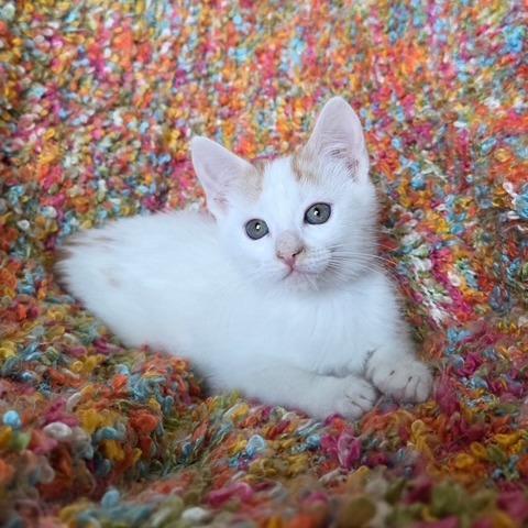 Enlarge Pancake, a Adoptable Domestic Short Hair in Woodstock, GA image 3/6
