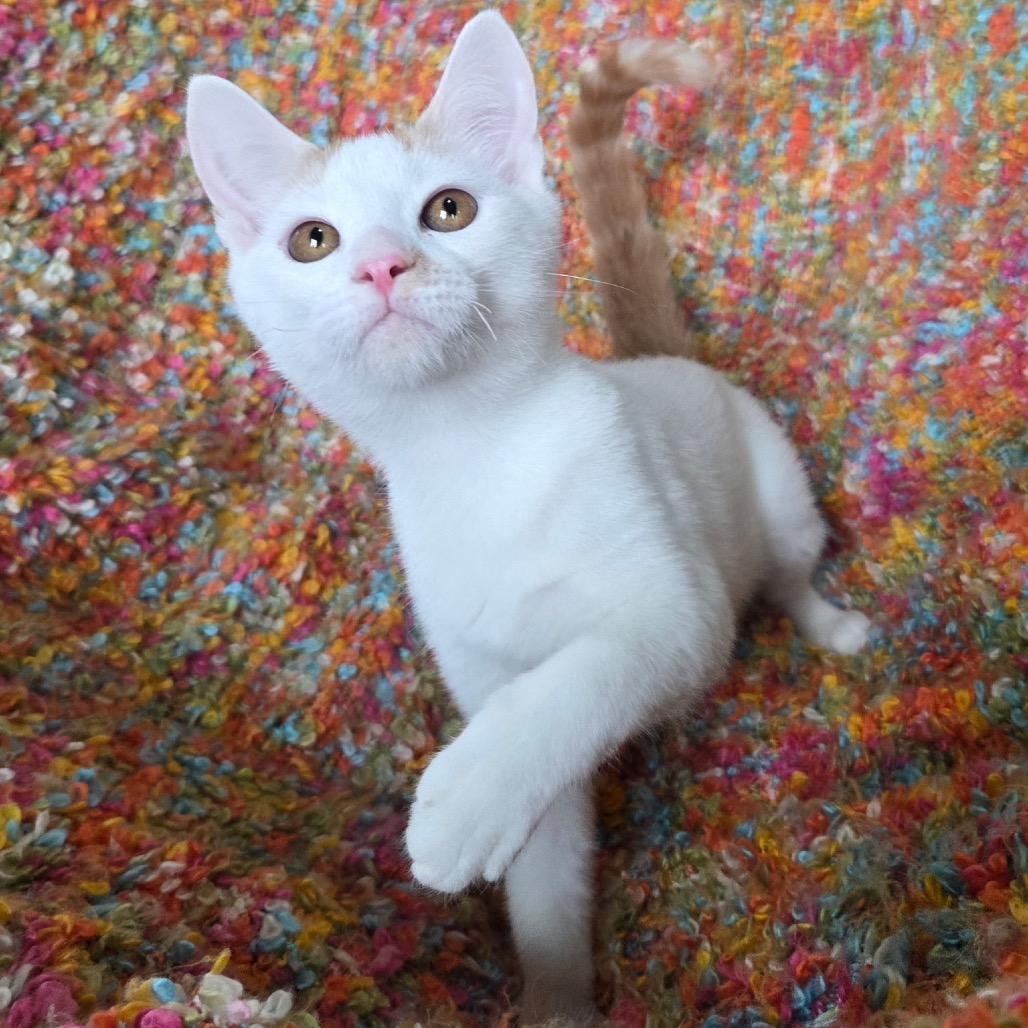 Enlarge Pancake, a Adoptable Domestic Short Hair in Woodstock, GA image 4/6