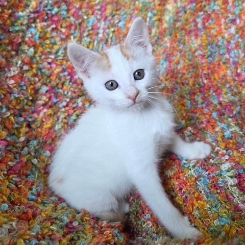 Enlarge Pancake, a Adoptable Domestic Short Hair in Woodstock, GA image 5/6