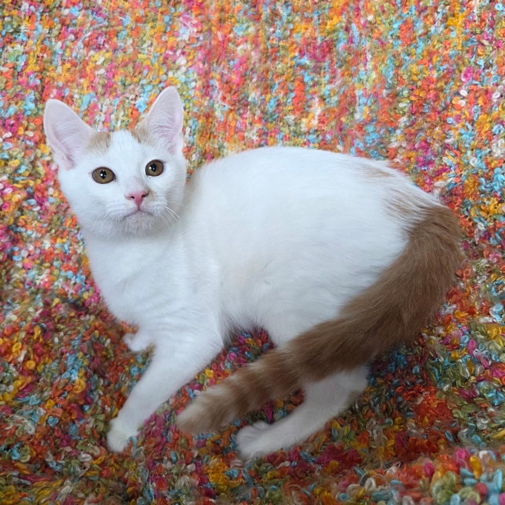 Enlarge Pancake, a Adoptable Domestic Short Hair in Woodstock, GA image 6/6