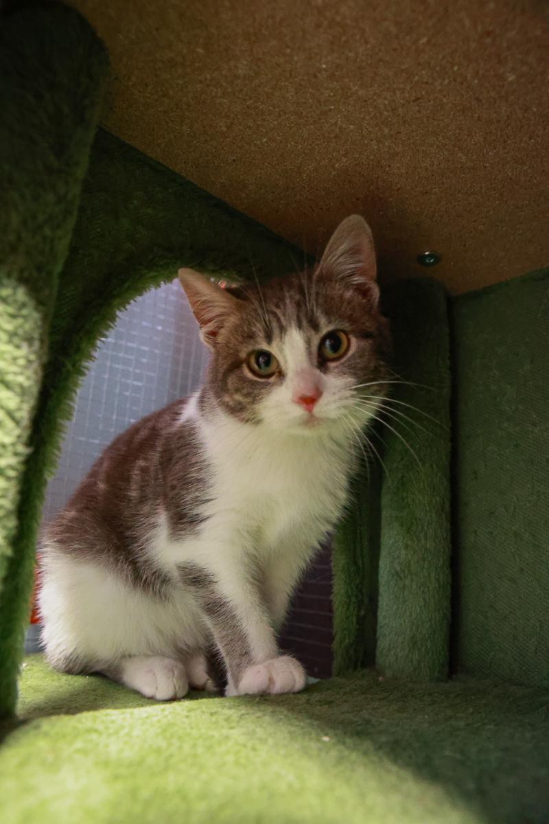 Jasmine, ADOPTABLE, Kitten Female Domestic Short Hair.