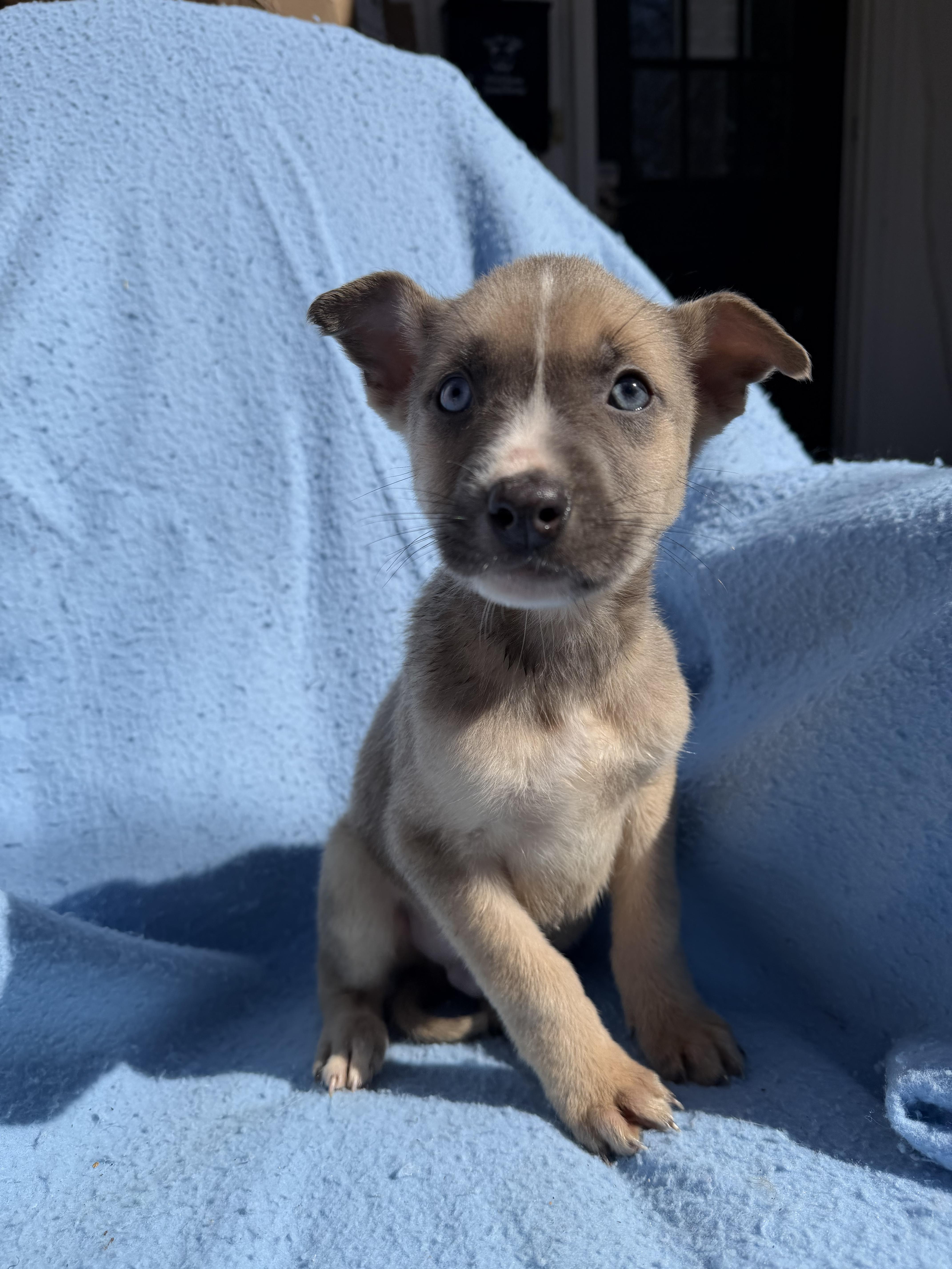 Bentley , adopted, Puppy Male Husky & Pit Bull Terrier.
