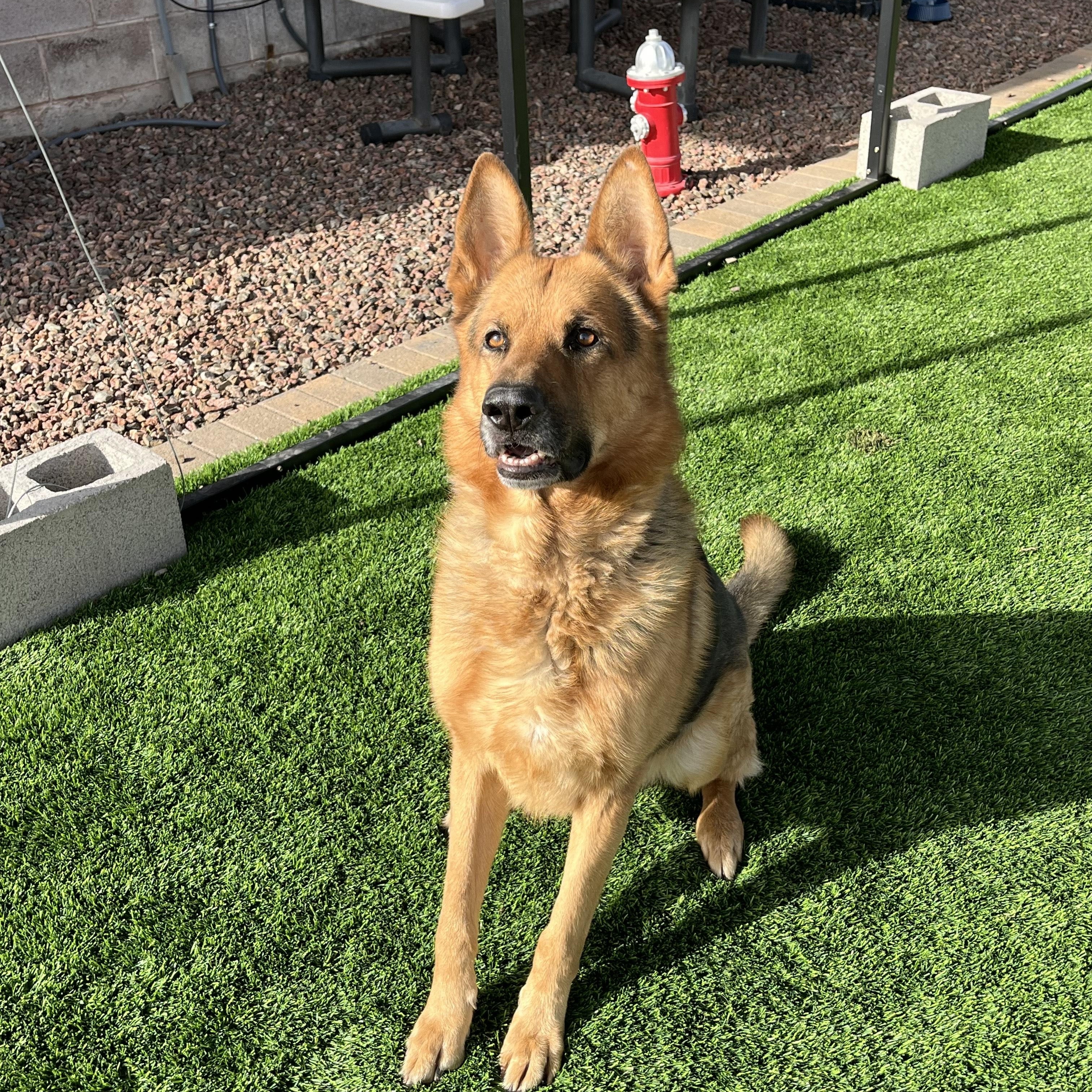 MCGEE, ADOPTABLE, Adult Male German Shepherd Dog.