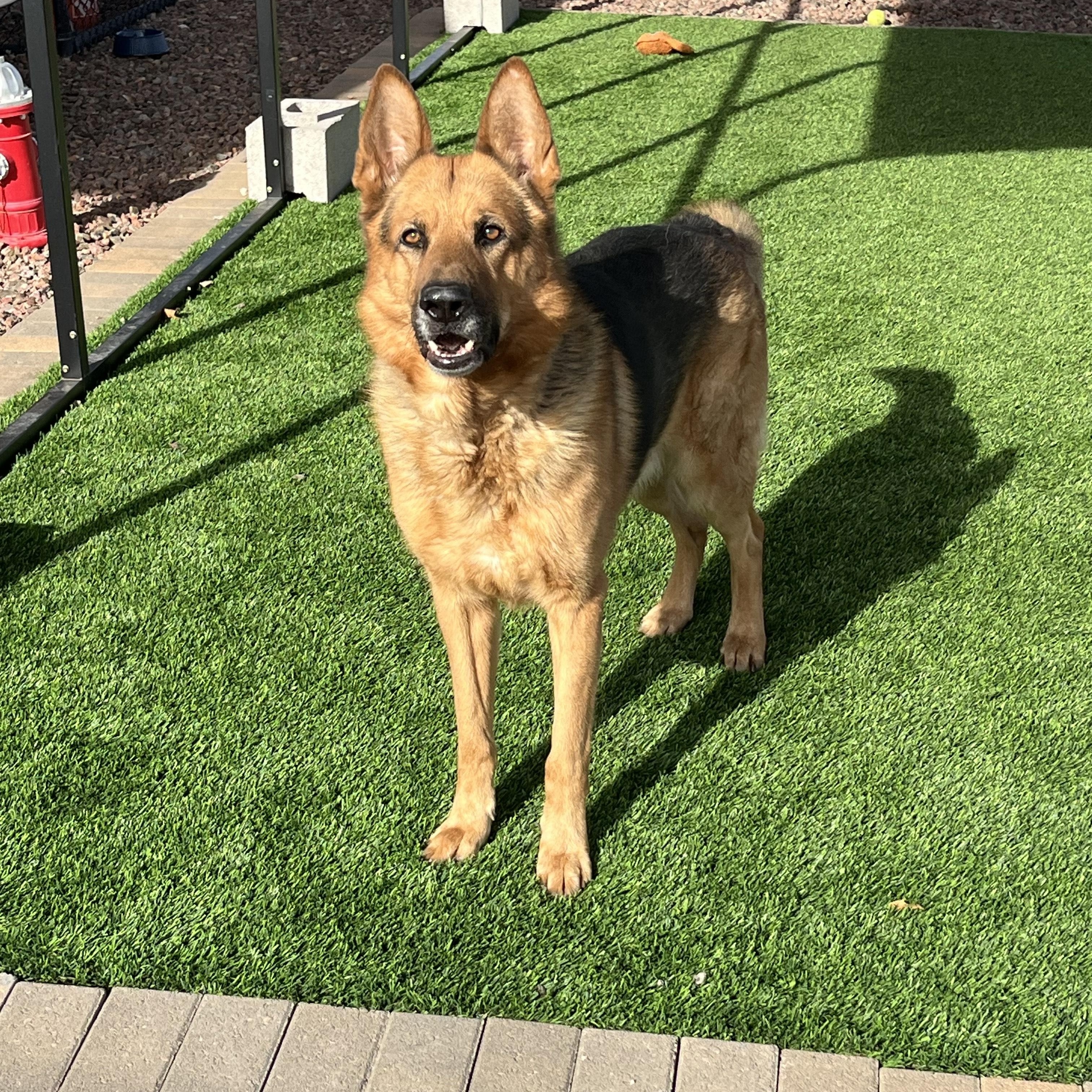 MCGEE, a ADOPTABLE German Shepherd Dog in Washington, UT image 2/2