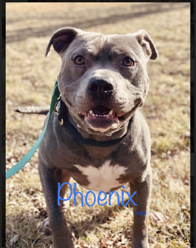 Phoenix, a Adoptable American Staffordshire Terrier in Algonquin, IL image 2/5