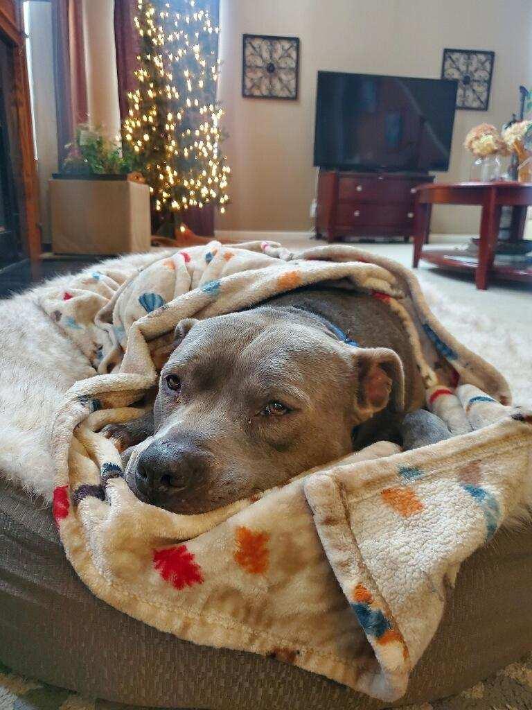 Phoenix, a Adoptable American Staffordshire Terrier in Algonquin, IL image 5/5