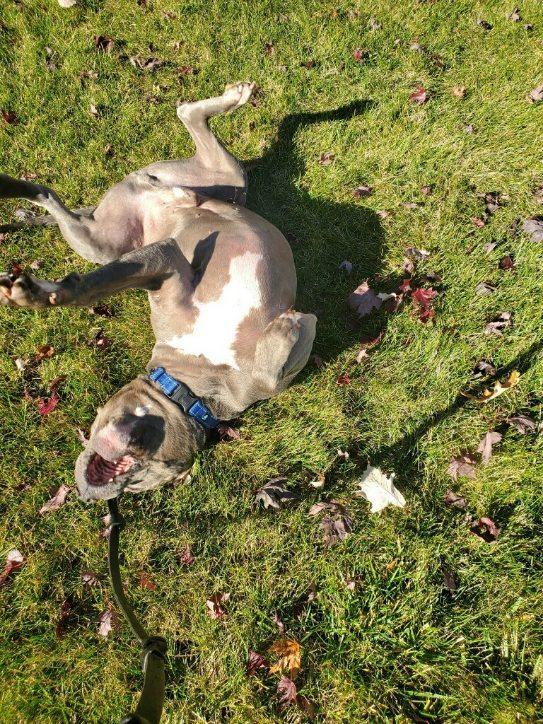 Phoenix, a Adoptable American Staffordshire Terrier in Algonquin, IL image 4/5