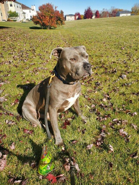 Phoenix, a Adoptable American Staffordshire Terrier in Algonquin, IL image 3/5