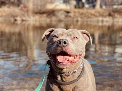 Phoenix, a Adoptable American Staffordshire Terrier in Algonquin, IL image 1/5