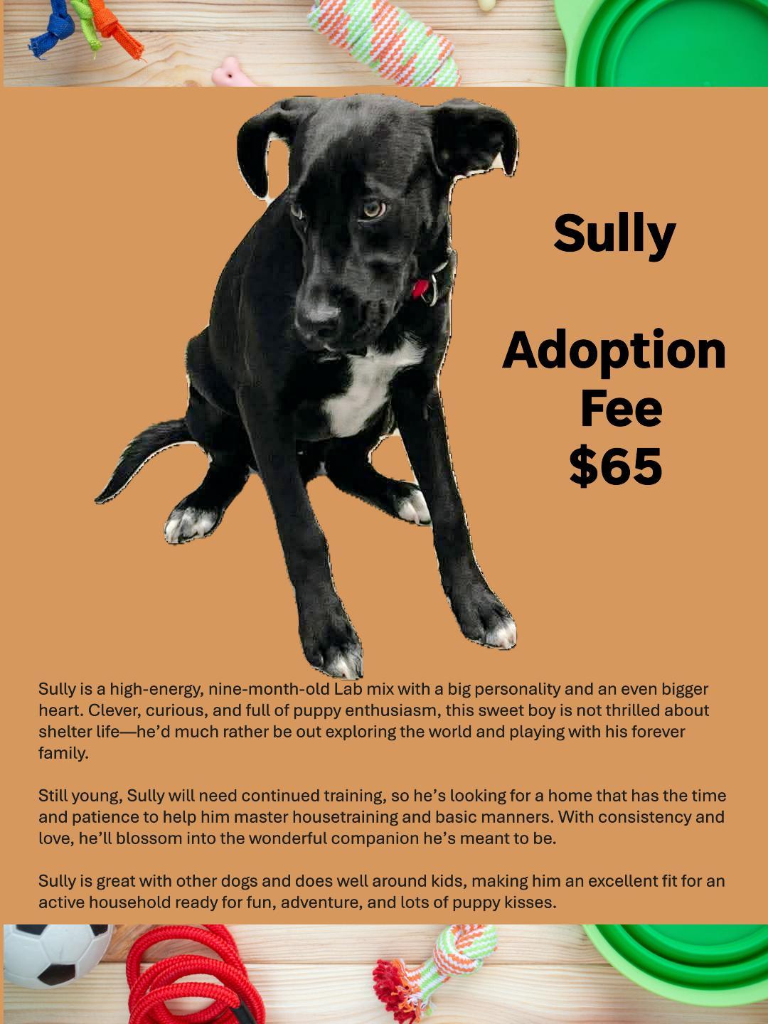 Sully, Adopted, Puppy Male Black Labrador Retriever.
