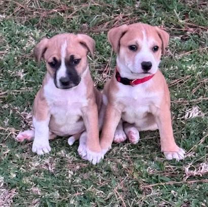 The Thanksgiving Litter - Acorn Cider Hunter Smokey Pilgrim Cinnamon Cider